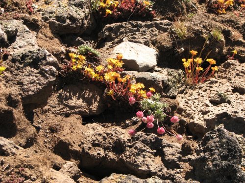 Flowers everywhere